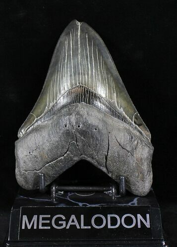 Sharply Serrated Megalodon Tooth - Georgia #21864
